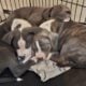 Staffordshire terrier puppies