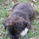 Pyrador Puppies 4 SALE!!