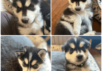 Husky/malamute puppies