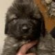Family protection Caucasian Shepherd Puppies,