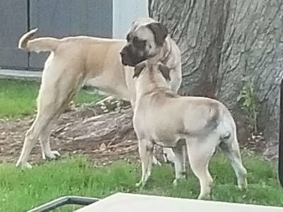 Female bullmastiff
