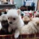 Pomeranium puppies
