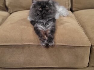 Flat Faced Persian