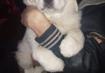 Great Pyrenees puppies