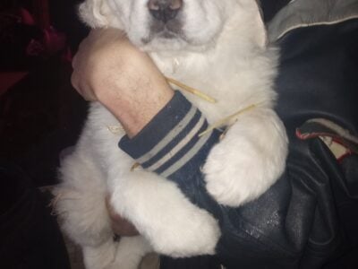Great Pyrenees puppies