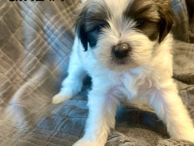 Shih Tzu & Maltese Puppies