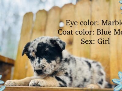Australian German Shepherd Cross