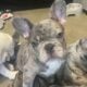 AKC French Bulldog Puppies