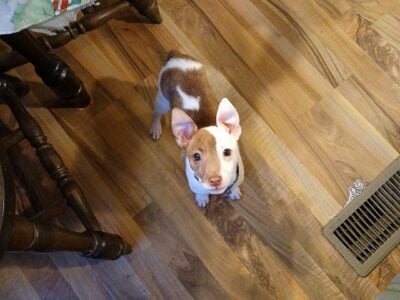 Jack russell terrier puppy