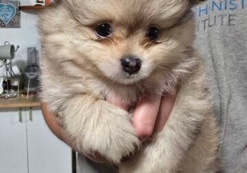Pomeranian