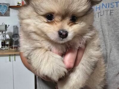 Pomeranian
