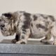Fluffy French Bulldog