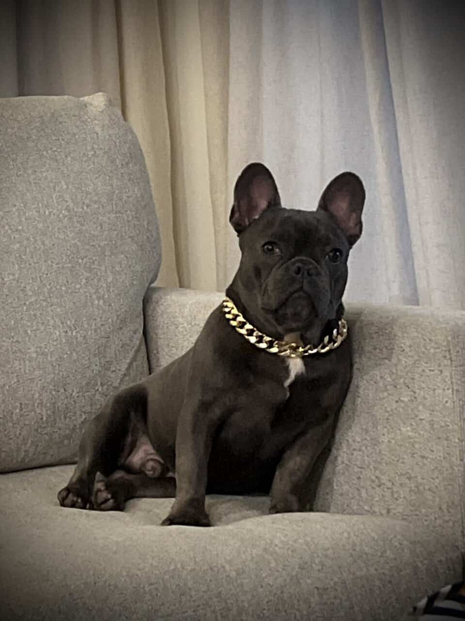 Male frenchie | PetClassifieds.com