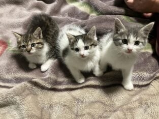 Turkish Van kittens seeking loving home.