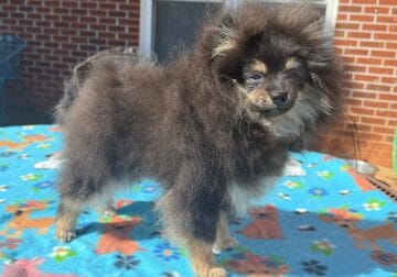 CKC Pomeranian: BUSTER BROWN