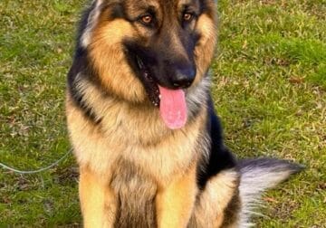 Björn – 3yr old Registered German Shepherd