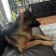 Female German Shepherd 1 year-olds