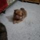 Pomeranian puppies