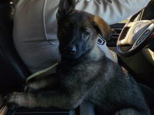 Sara (born 9/23/24) (AKC)