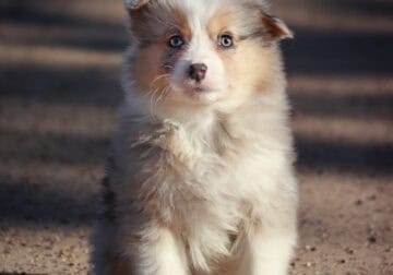 Blue Merle Female 1