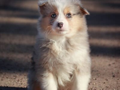 Blue Merle Female 1