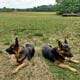 German Shepherd puppies