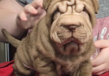 Chinese Shar Pei Puppy