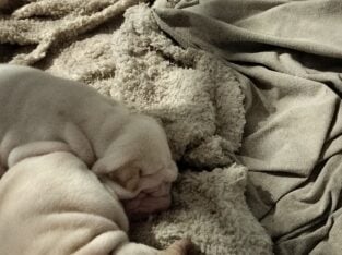full bred Shar-Pei white puppies