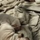 full bred Shar-Pei white puppies