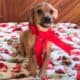 Kiwi, Queen Elizabeth Pocket Beagle