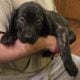 Cane corso puppies for sale