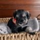 Schnauzer