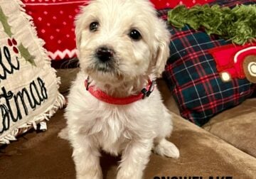 Pyredoodle Snowflake