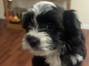 Maltese mixed with poodle and schnauzer