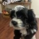 Maltese mixed with poodle and schnauzer