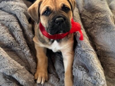 Adorable Cane Corso Mix Puppies