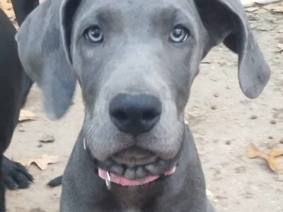 Great dane