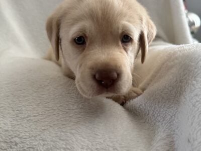 AKC lab Spot