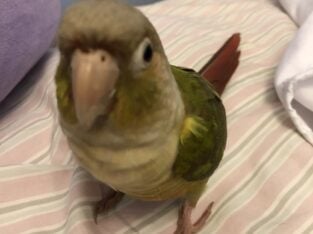 Cinnamon Conure