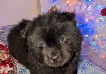 Purebred Chow Chow