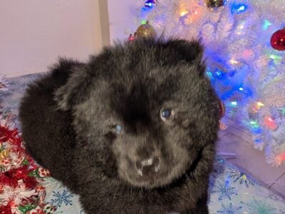 Purebred Chow Chow