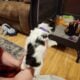Miniture Schnauzer Puppies