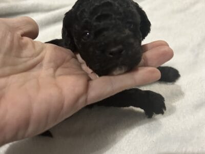 Mini poodles