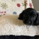 Xmas Miniature Dachshund Puppies