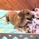 Bambi, Queen Elizabeth Pocket Beagle
