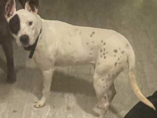 Free dog to new home