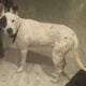 Free dog to new home