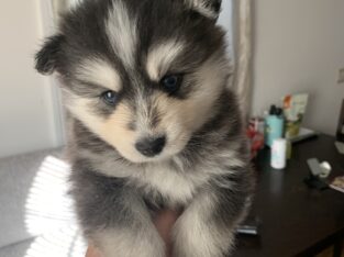 Puppy for sale