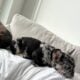 Puppy for sale at a great price