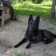German Shepherd puppies